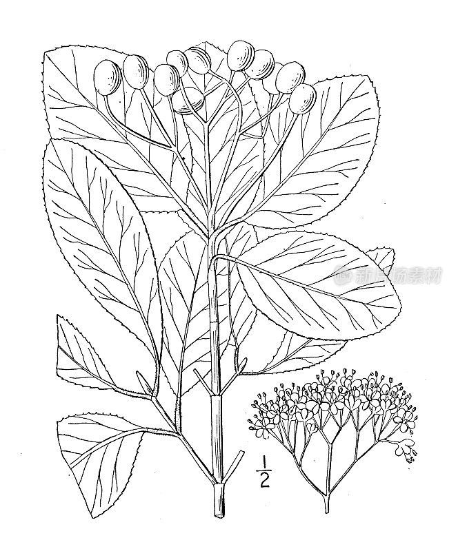 古植物学植物插图:Viburnum rufotomentosum，小南方黑山楂